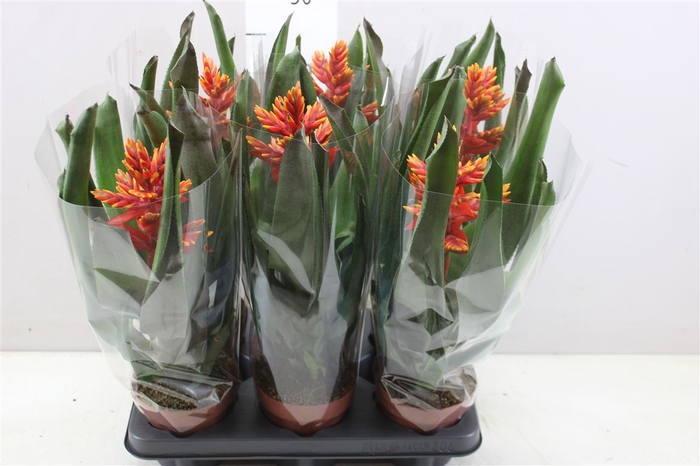 <h4>Aechmea Elegant Flame</h4>