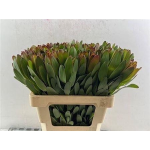 Leucad Safari Goldstrike