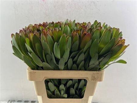 <h4>Leucad Safari Goldstrike</h4>