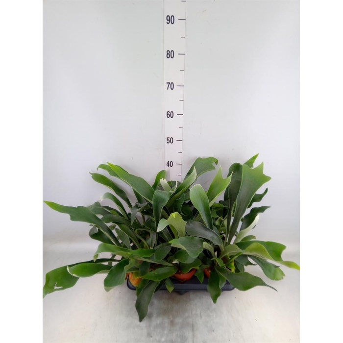 <h4>Platycerium bifurc.</h4>