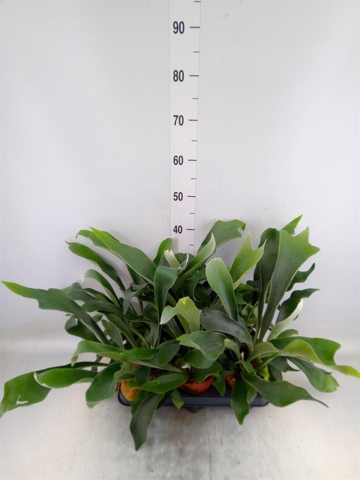 <h4>Platycerium bifurc.</h4>