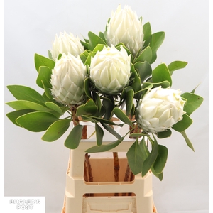 Protea Ayoba Arctic Ice