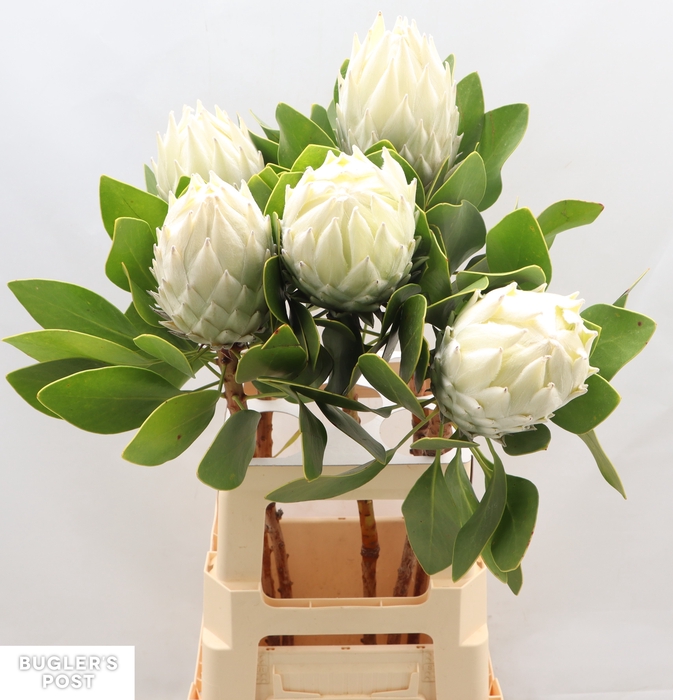 <h4>Protea Ayoba Arctic Ice</h4>