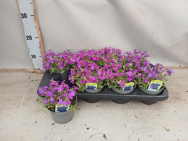 <h4>AUBR BLUE EMPEROR</h4>