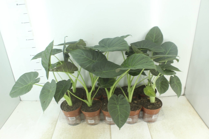 <h4>ALOCASIA REGAL SHIELDS P12</h4>