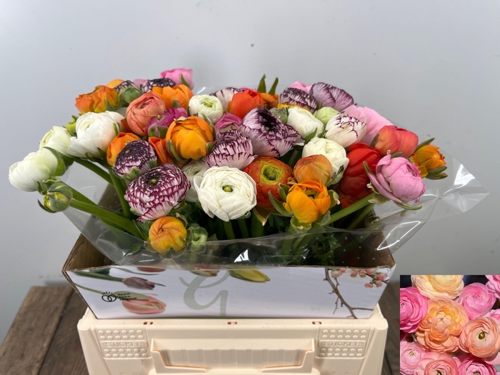 <h4>RAN GEM IN BOS</h4>