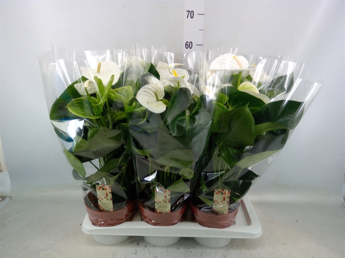 <h4>Anthurium andr. 'Alpine'</h4>