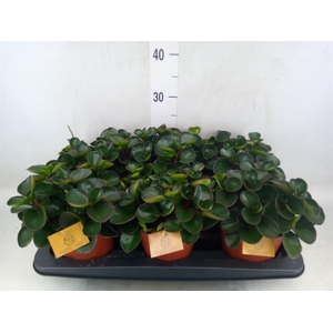 Peperomia obt. 'Burning Bush'