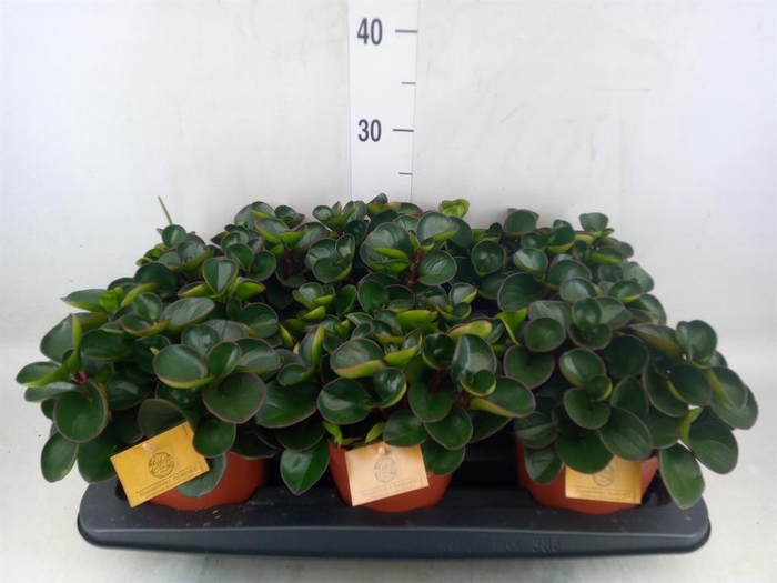 <h4>Peperomia obt. 'Burning Bush'</h4>