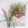 Cymbidium mix (Cites) 14Ø 80cm 2st