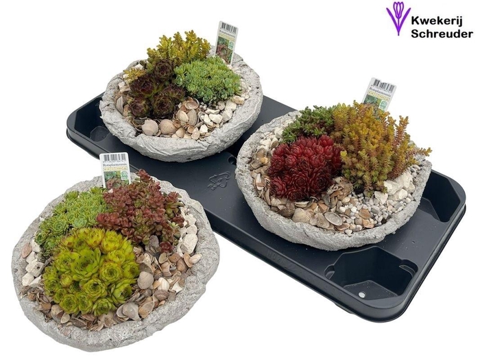 <h4>ARR TUINPLANTEN</h4>