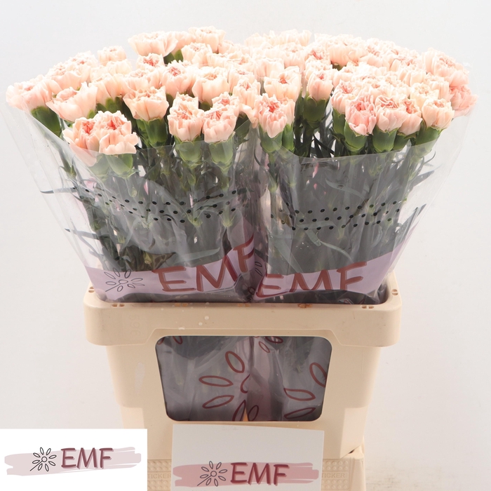 <h4>Di St Noviado</h4>