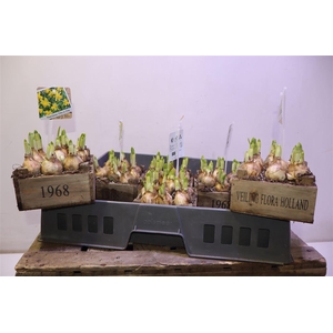 arr8 Arr N Tete A Tete In Houten Kistje