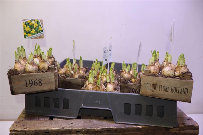 <h4>arr8 Arr N Tete A Tete In Houten Kistje</h4>