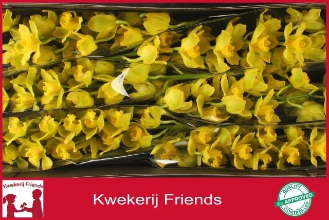 <h4>CYMB T GOLDEN WISH</h4>