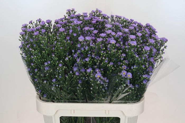 <h4>Aster Cassandra</h4>