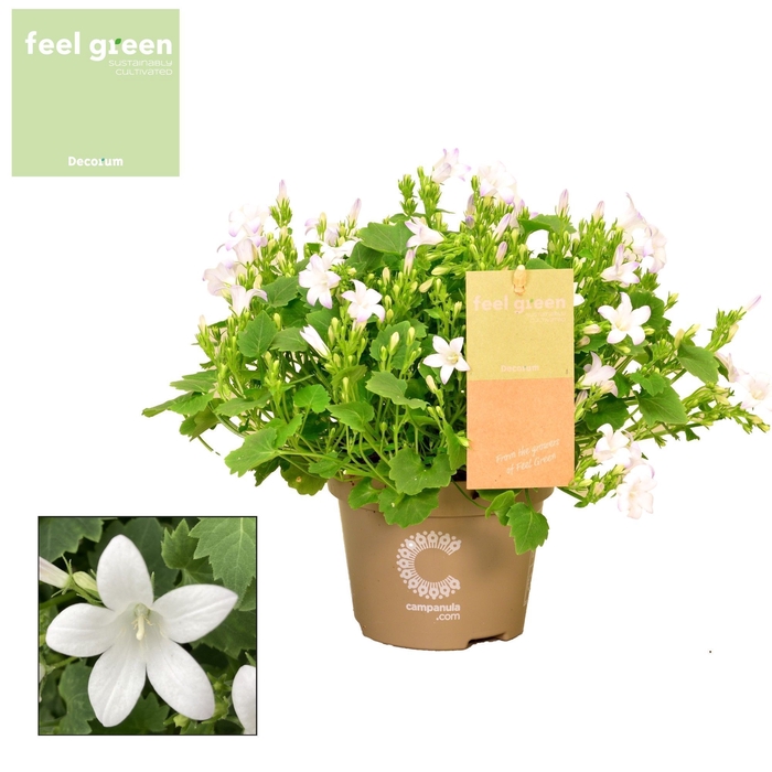 <h4>Campanula Porto Ice White FEEL GREEN</h4>