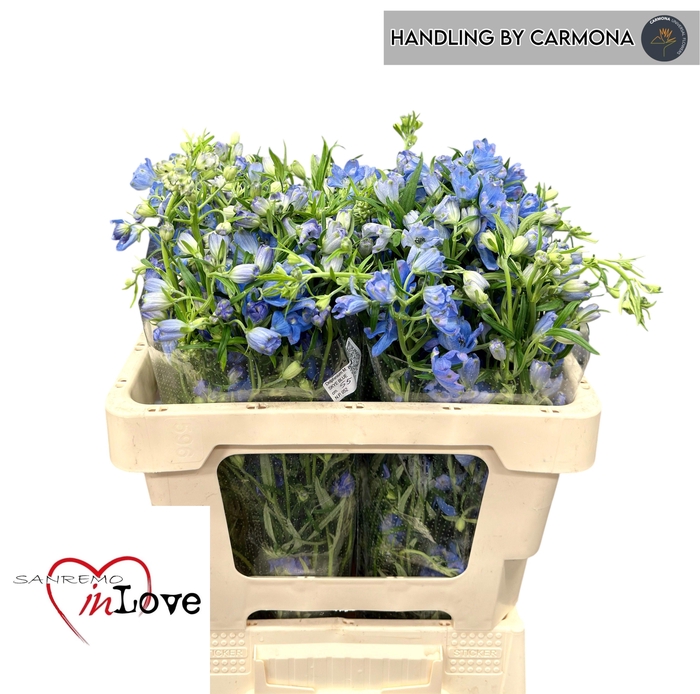 <h4>DELPH EN M SKY BLUE</h4>