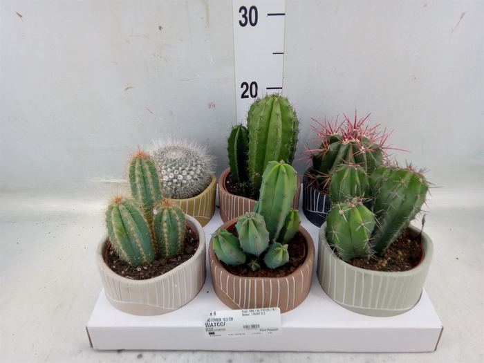 <h4>Cactus   ...</h4>