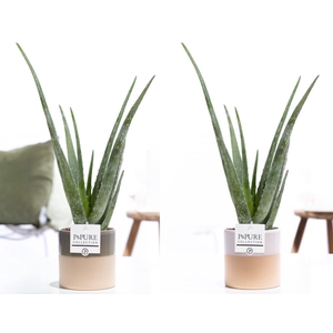 Aloe Vera in P&PURE Tess 2 ceramics ass. 2