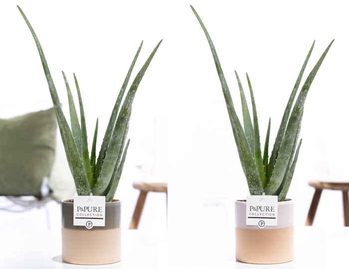 <h4>Aloe Vera in P&PURE Tess 2 ceramics ass. 2</h4>