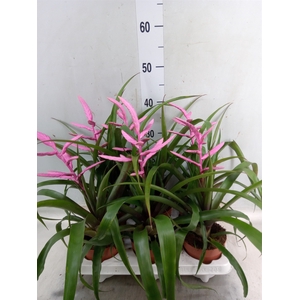 Tillandsia  'Andreas'