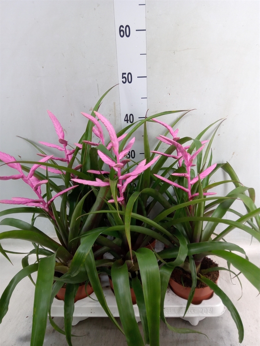 <h4>Tillandsia  'Andreas'</h4>