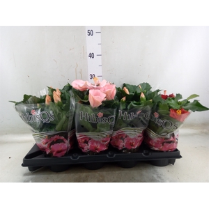 Hibiscus rosa-sin.   ...