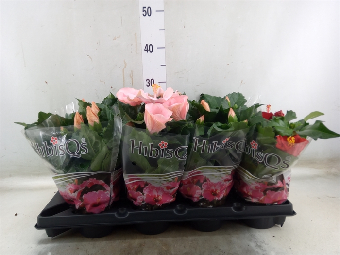 <h4>Hibiscus rosa-sin.   ...</h4>