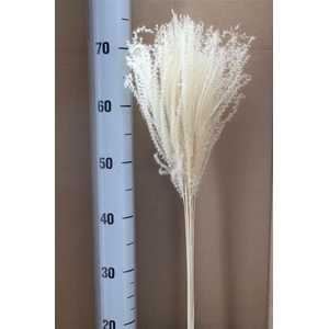 Japan Deco Miscanthus White 8 Pcs