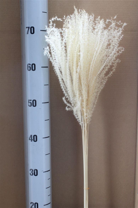 <h4>Japan Deco Miscanthus White 8 Pcs</h4>