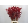 Bromelia Red Paloma