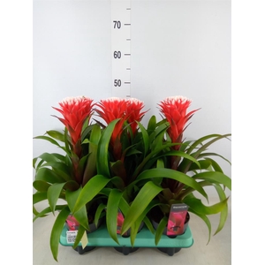 Guzmania  'Hope'