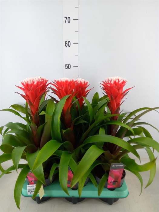 <h4>Guzmania 'Hope'</h4>