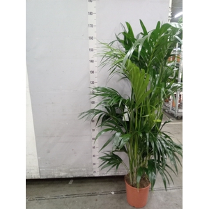 Howea forsteriana