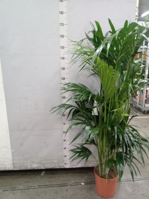 <h4>Howea forsteriana</h4>