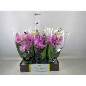 Phalaenopsis   ...rose