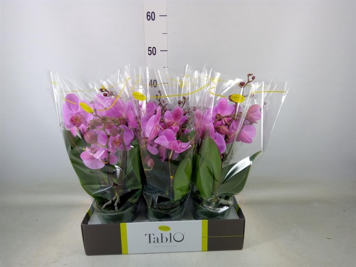 <h4>Phalaenopsis ...rose</h4>