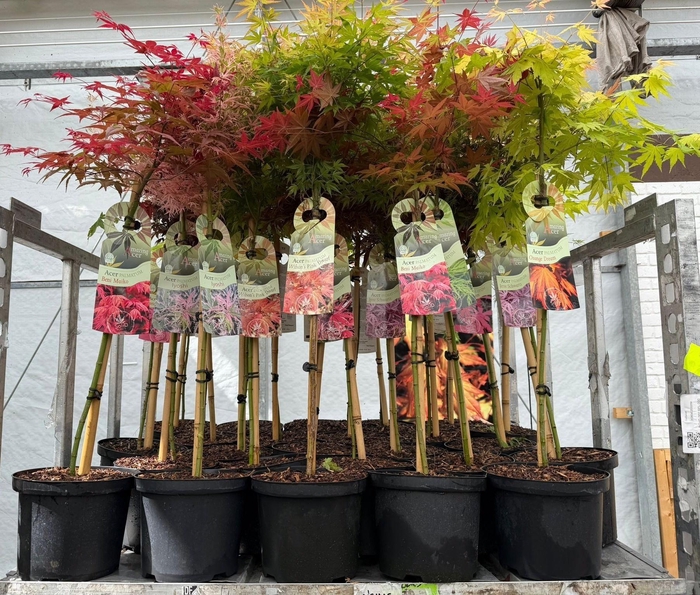 <h4>ACER PALMATUM</h4>