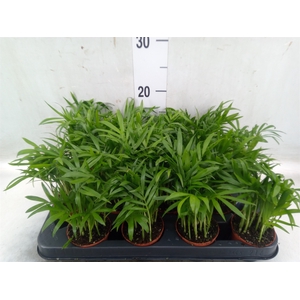 Chamaedorea elegans