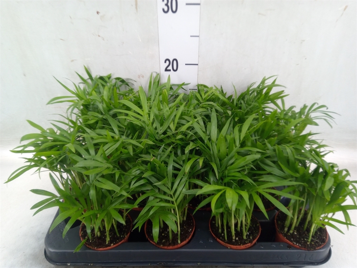 <h4>Chamaedorea elegans</h4>