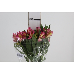 ALSTROEMERIA CHANEL 080 CM