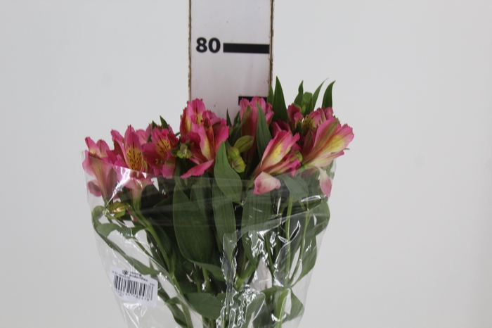 <h4>ALSTROEMERIA CHANEL 080 CM</h4>