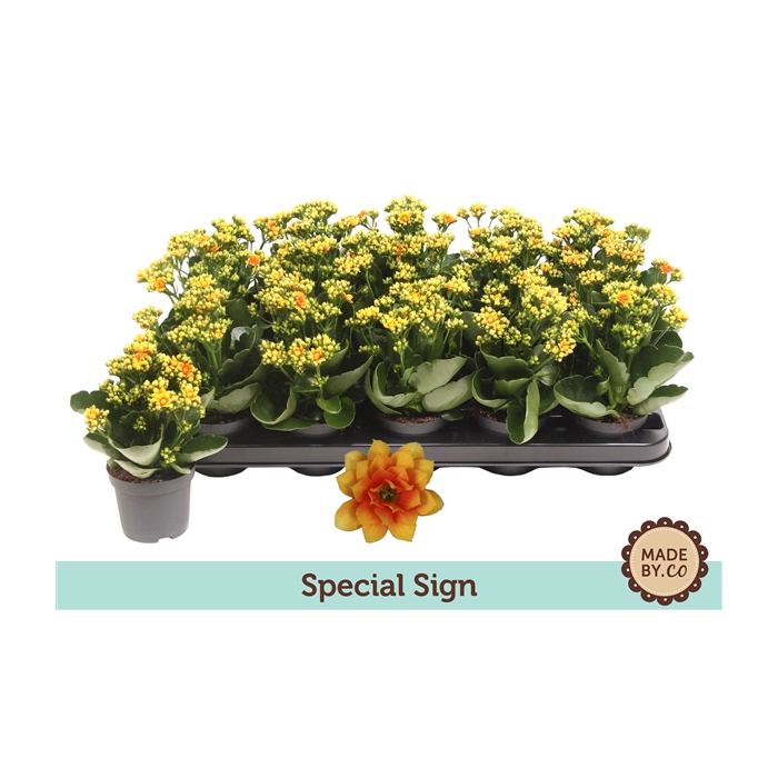 <h4>Kalanchoë Special Sign - no sleeve</h4>