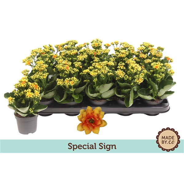 <h4>Kalanchoë Special Sign - no sleeve</h4>