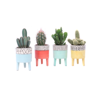 Cactus   ...