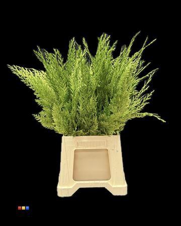 <h4>Coniferen Metallic Olive</h4>