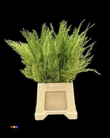 <h4>Coniferen Metallic Olive</h4>