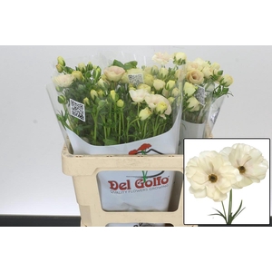 RAN BUTTERFLY KERAMO