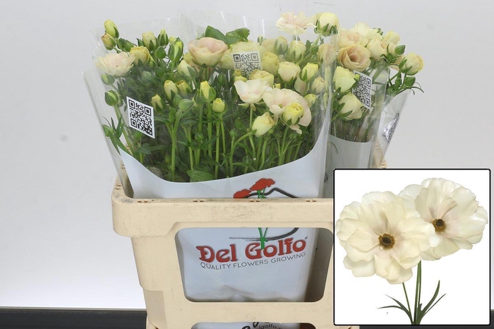 <h4>RAN BUTTERFLY KERAMO</h4>